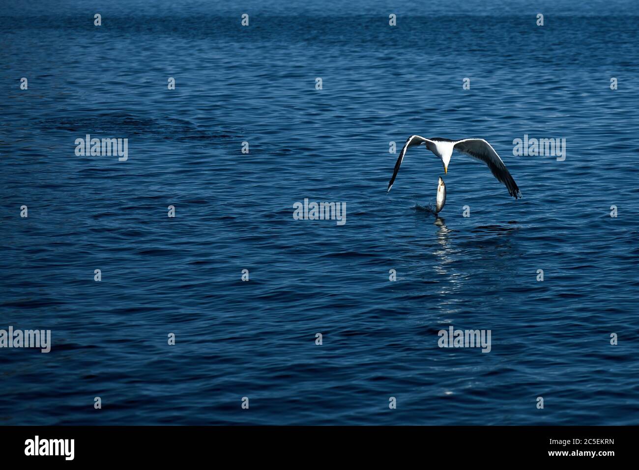 seagull catching a fish from the watersurface and losing it again Stock Photo