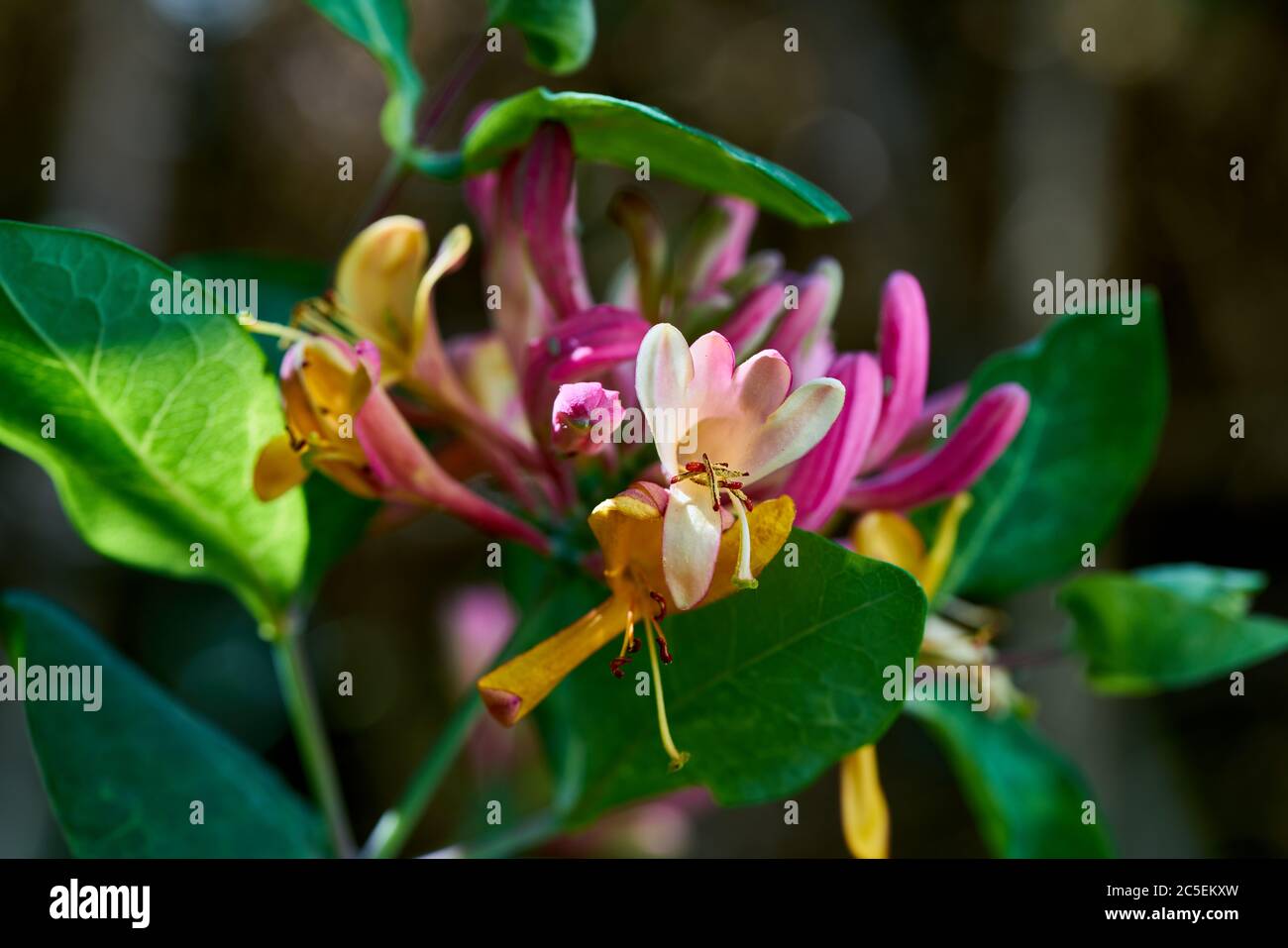 blossom of a pink and purple japanese honeysuckle plant Stock Photo - Alamy
