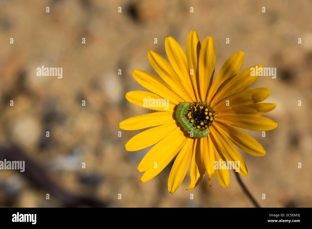 A green caterpillar in the centre of a Namaqua widdowseed daisy