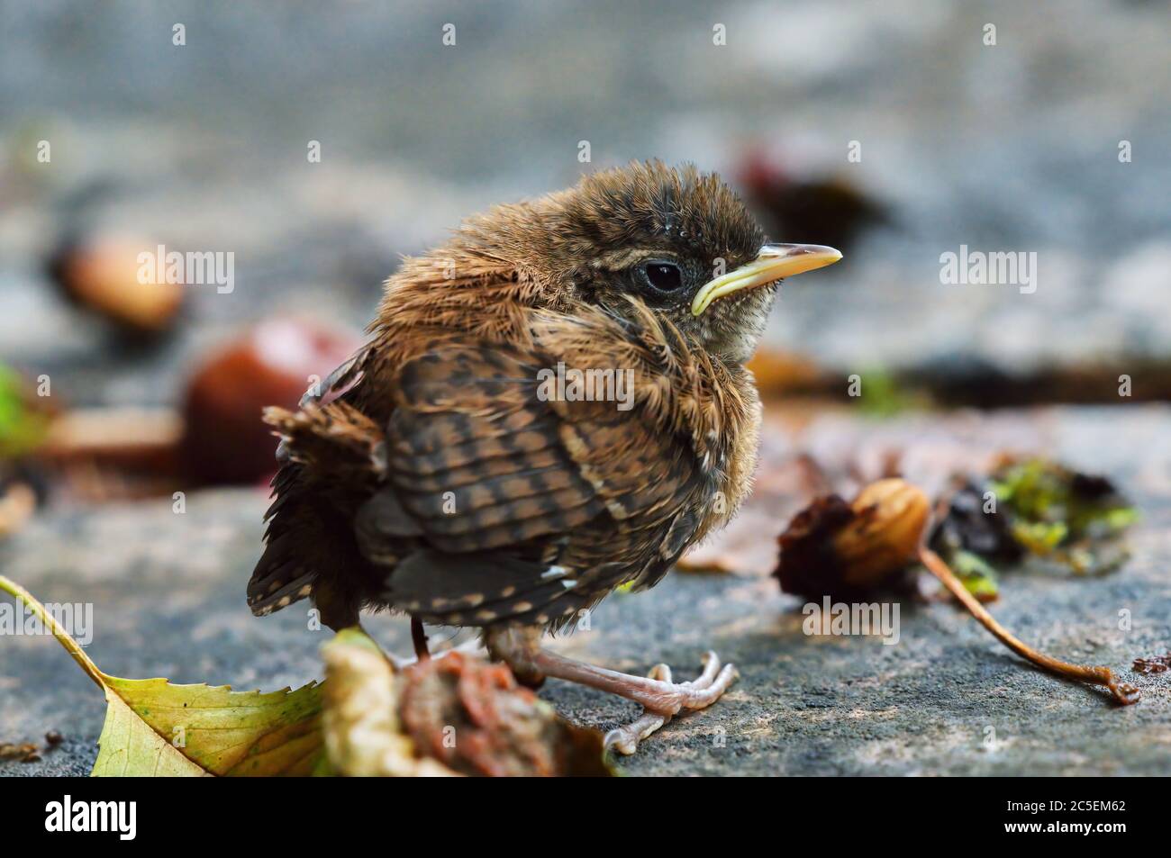 Baby wren hires stock photography and images Alamy