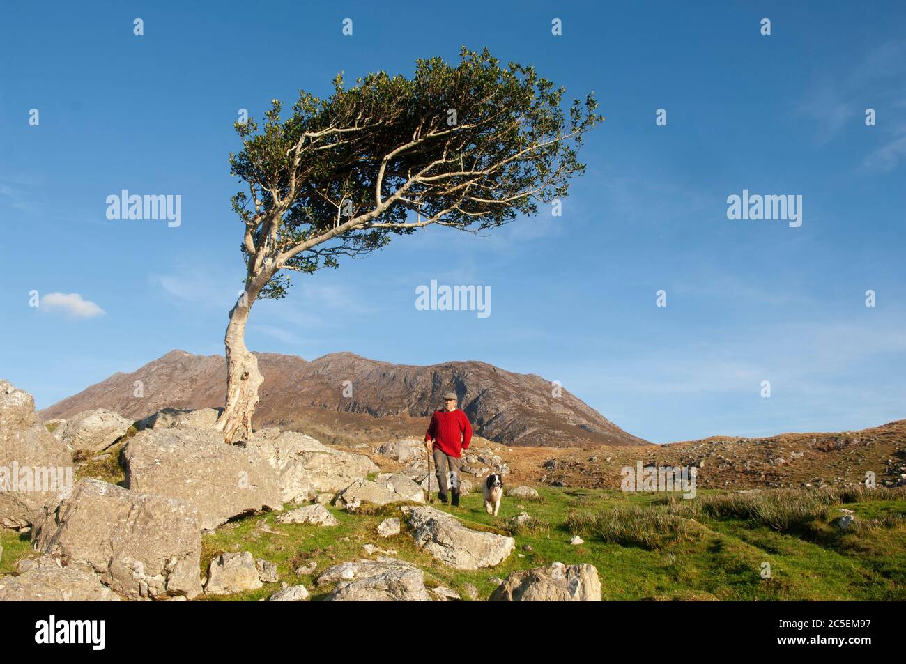 Man walking his dog under a wind swept tree on Wild Atlantic Way, Ireland Stock Photo