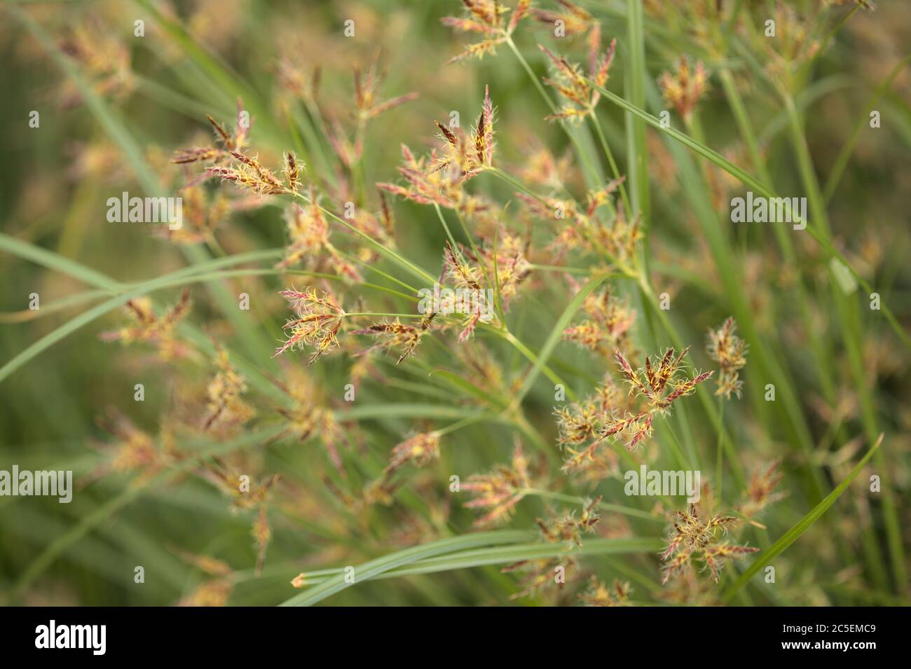 Macro floral background with sedge grasses Stock Photo