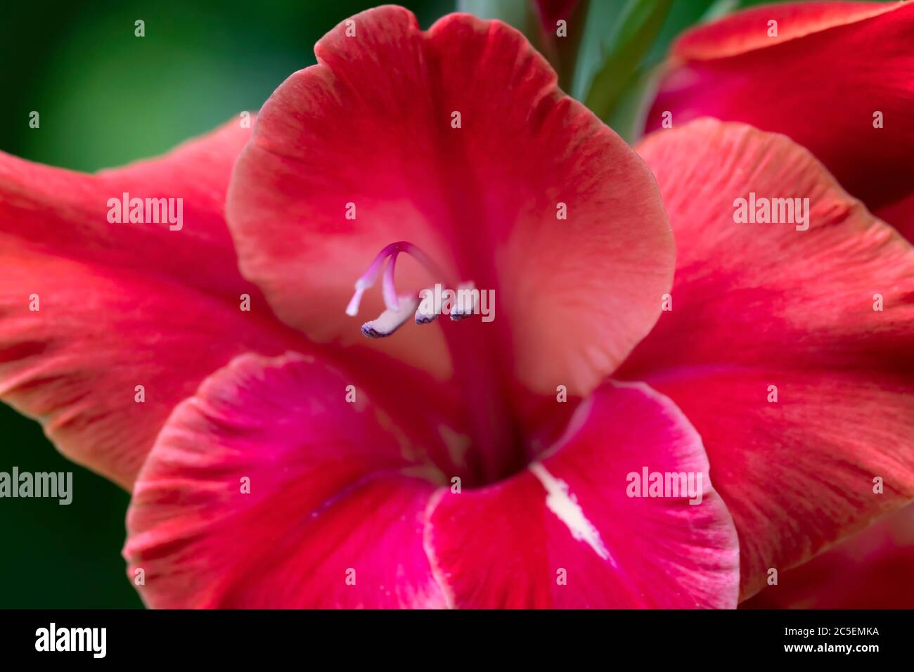 Macro photography of a red and white gladiolus flower Stock Photo Alamy