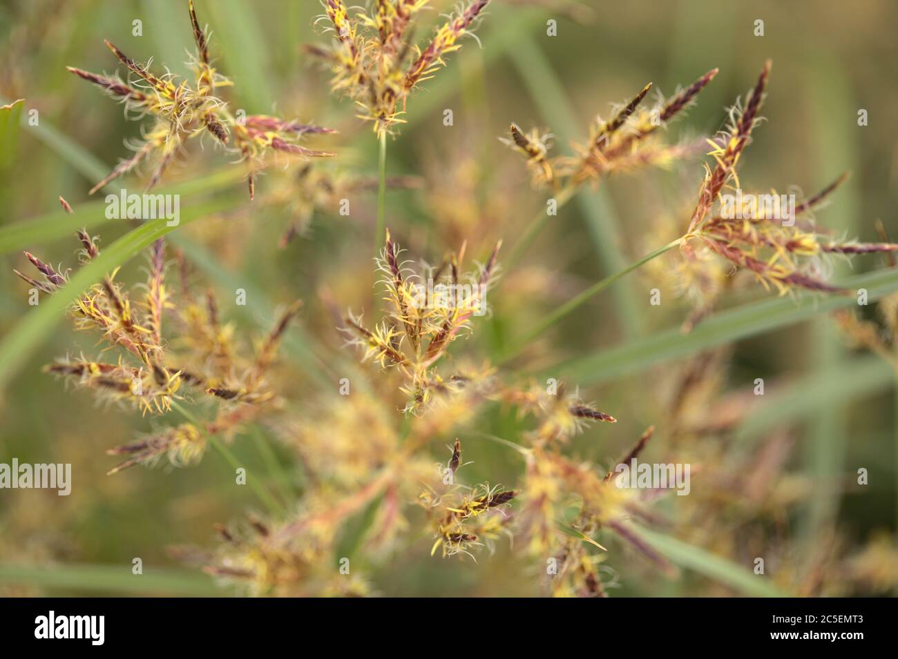 Macro floral background with sedge grasses Stock Photo