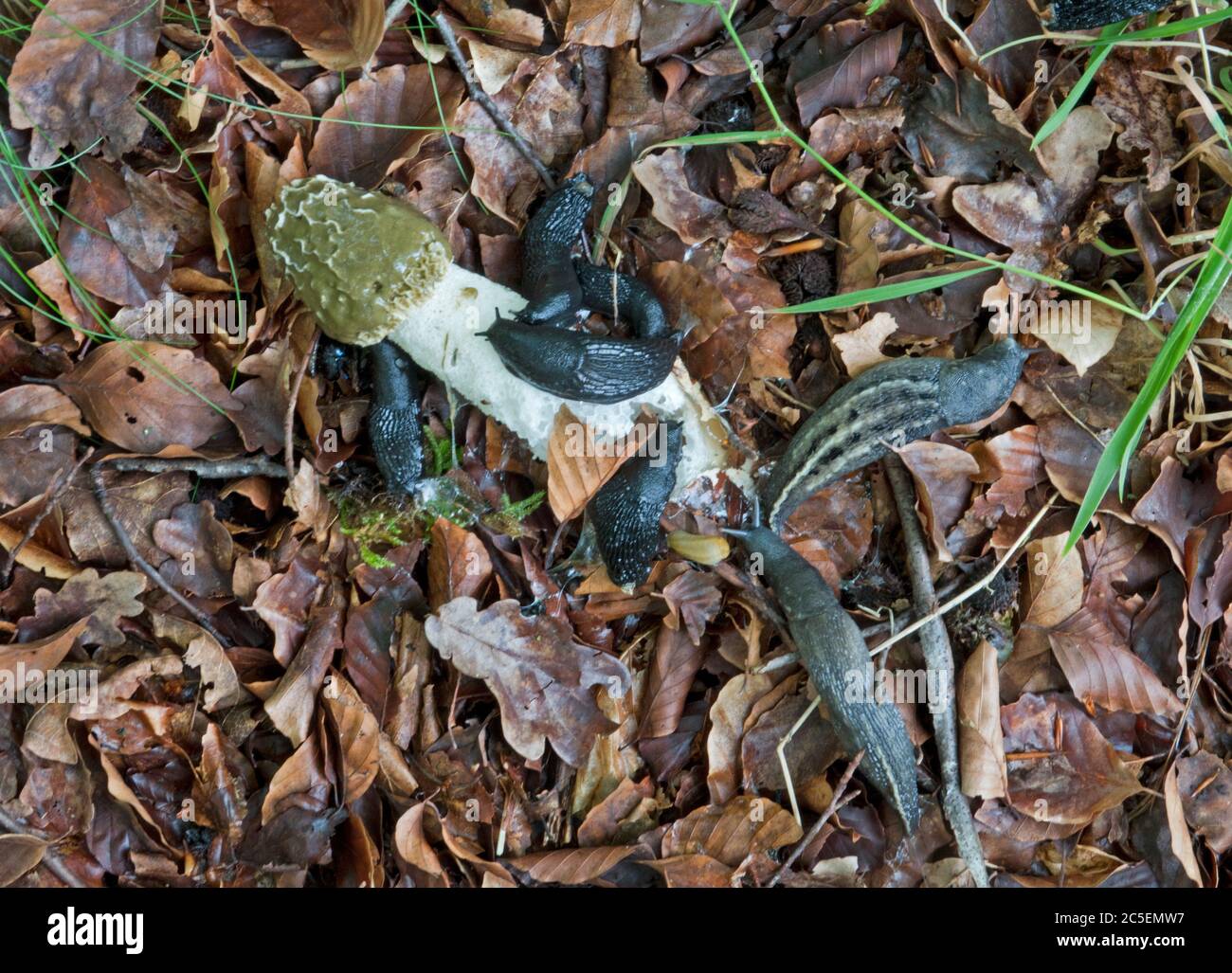 Slugs on fallen Common stinkhorn, feeding on its slime Stock Photo