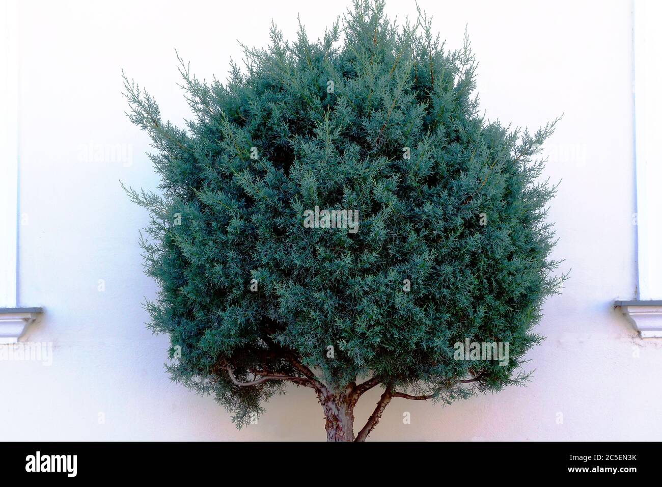 sphere shaped fresh silver blue color juniper bush isolated in front of white stucco wall. botanical name juniperus scopulorum. decorative evergreen Stock Photo