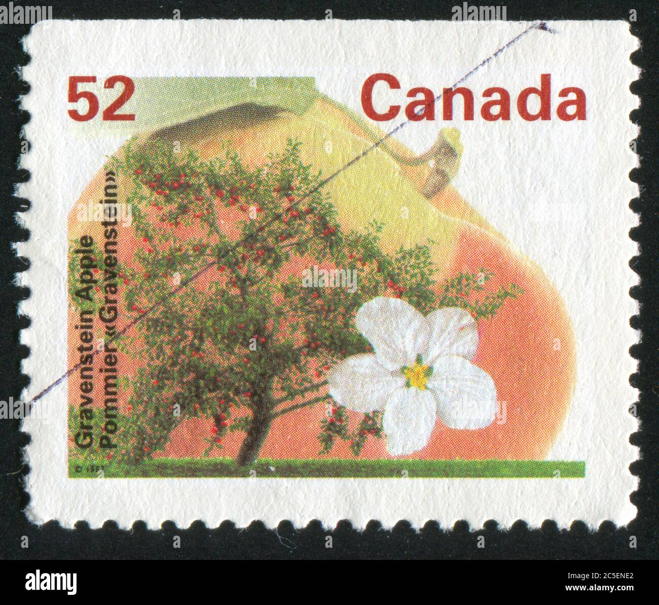 CANADA - CIRCA 1992: stamp printed by Canada, shows tree and flower, Gravenstein apple, circa 1992 Stock Photo