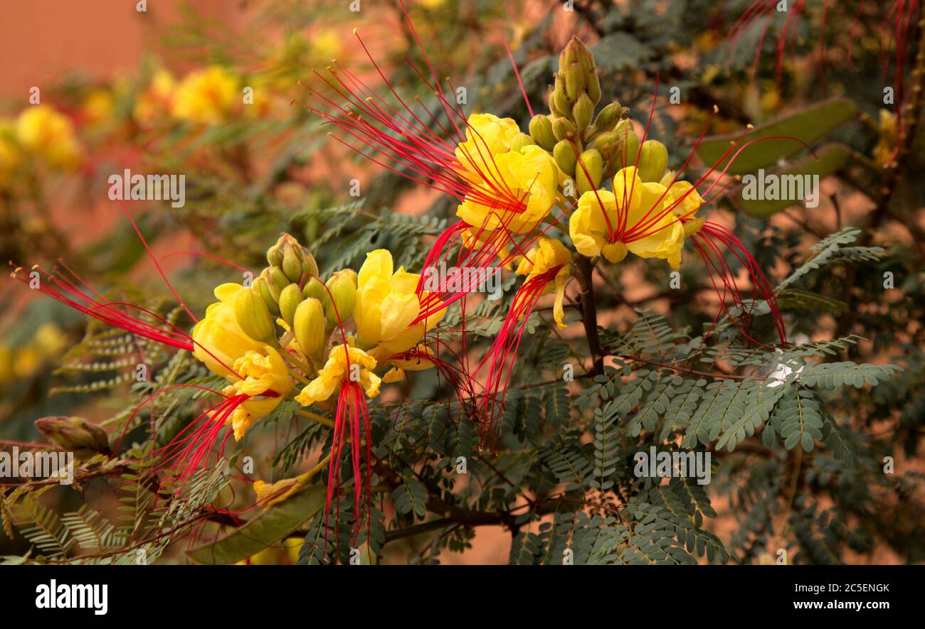 Caesalpinia gilliesii, Bird of Paradise Shrub, natural macro floral background Stock Photo