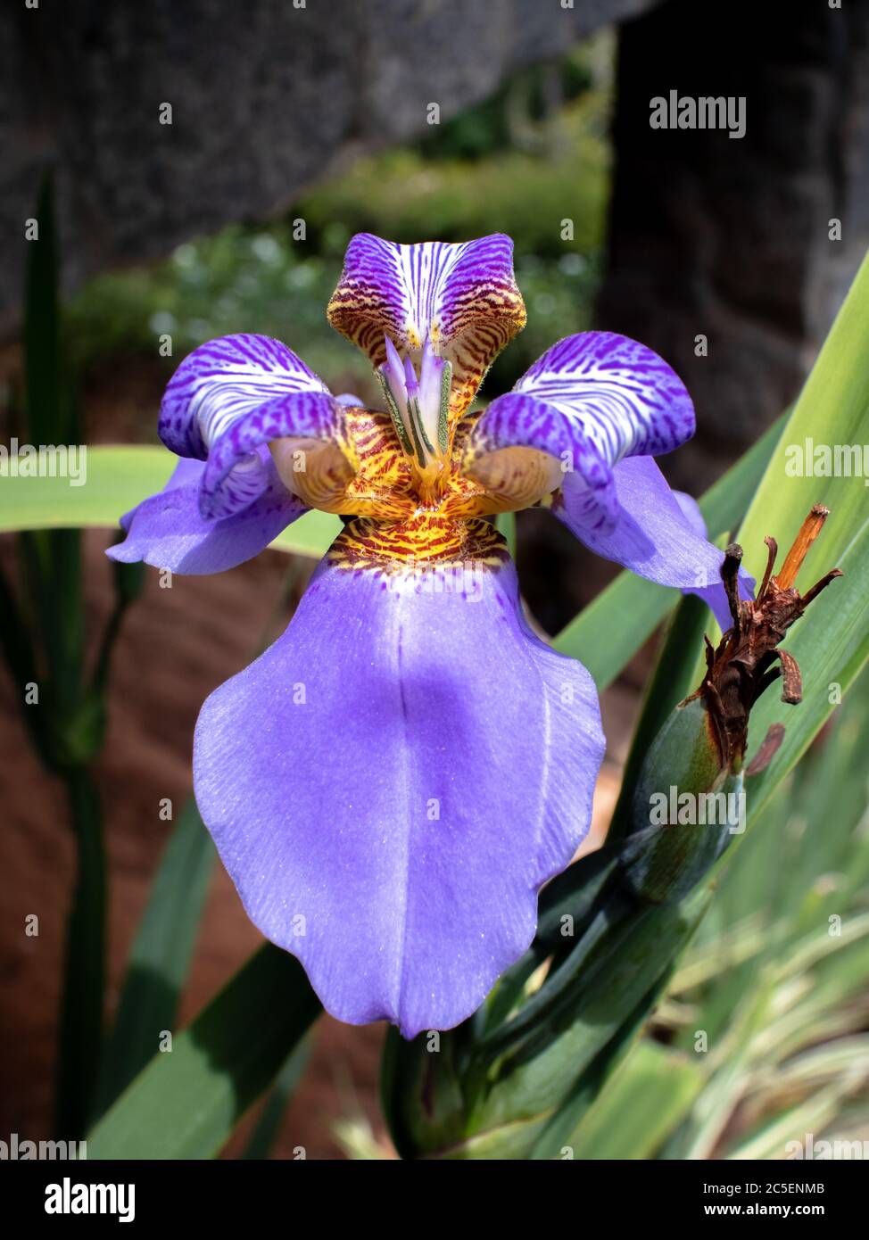 Close up of purple and white orchid flower, of the genus Neomarica candida, with green leaves background, Areal city, Rio de Janeiro state, Brazil Stock Photo