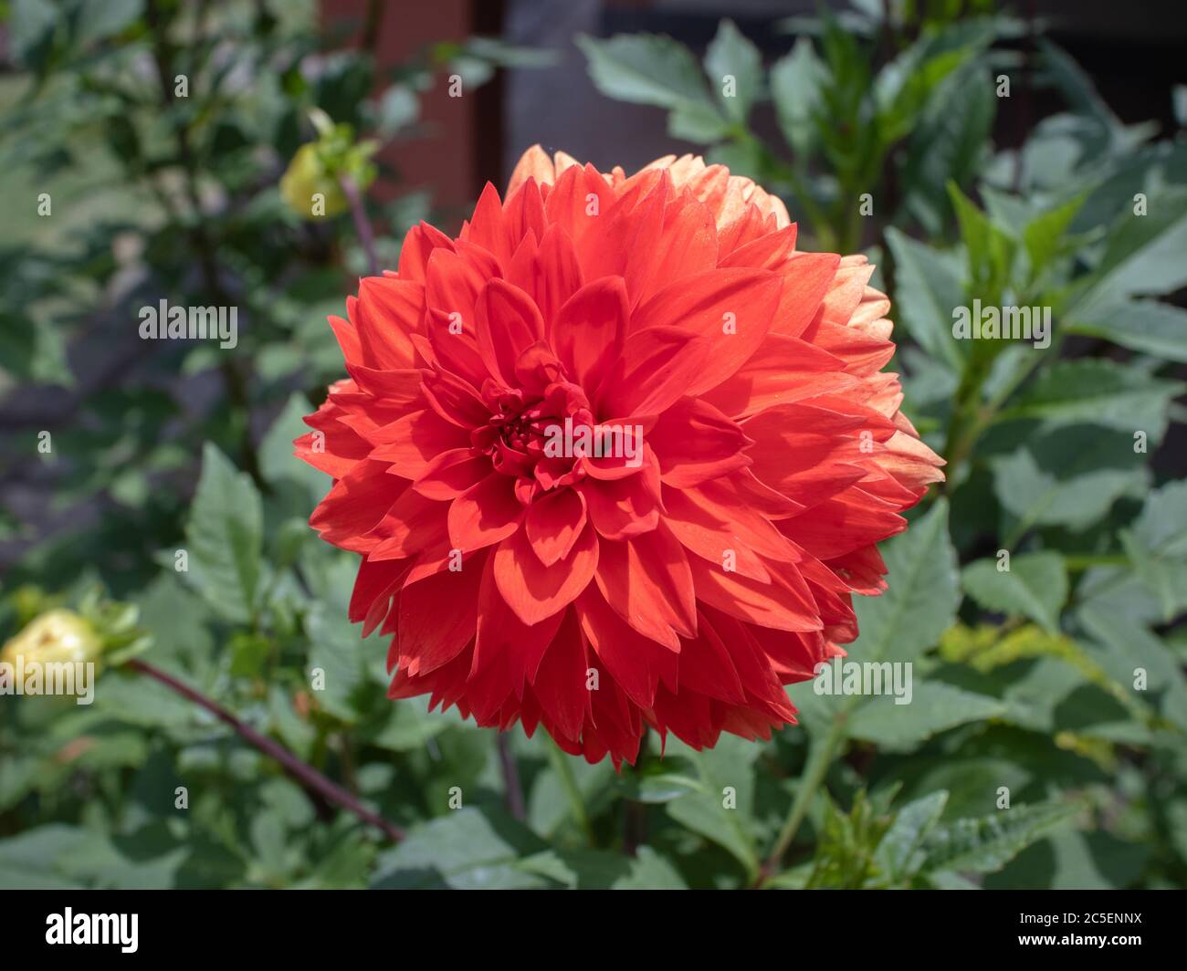 Large red flower of small petals, Dahlia pinnata, with green leafy background, Areal city, Rio de Janeiro state, Brazil Stock Photo