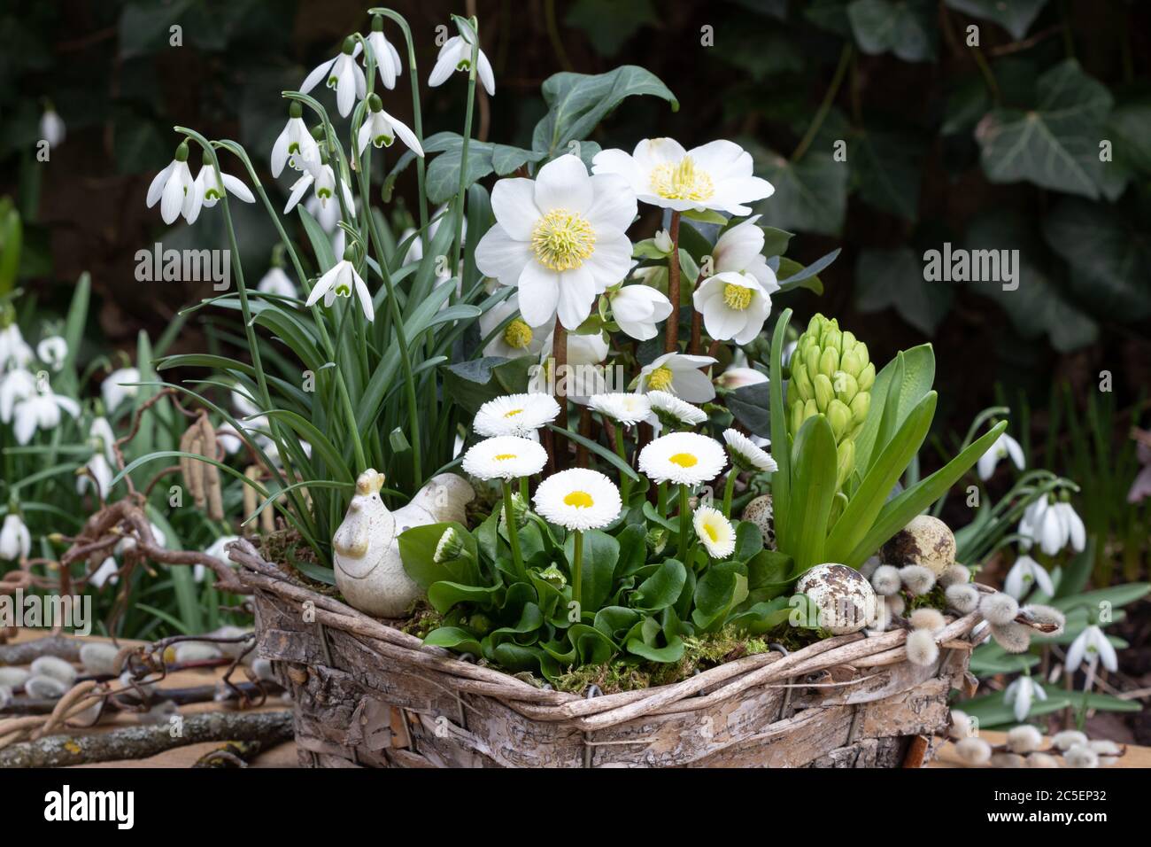 bellis perennis, helleborus niger and snow drops in basket as spring garden decoration Stock Photo