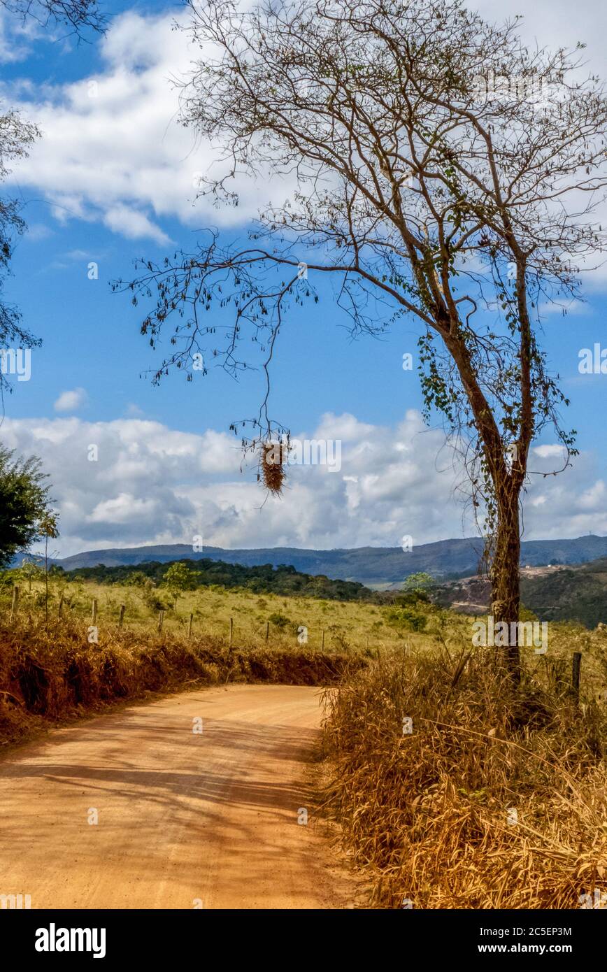 Large nest of Joao graveto (Phacellodomus rufifrons), hanging from a tree by the dirt road, municipality of Conceicao do Mato Dentro, state of Minas G Stock Photo