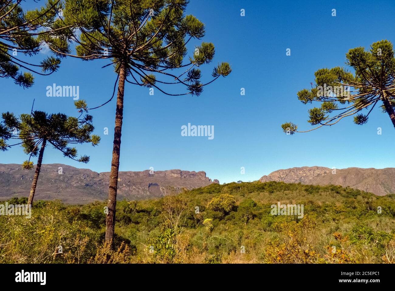 General panorama of the Serra do Caraca mountains, among Araucaria angustifolia trees, Sanctuary of Caraca, city of Catas Alta, Minas Gerais, Brazil Stock Photo