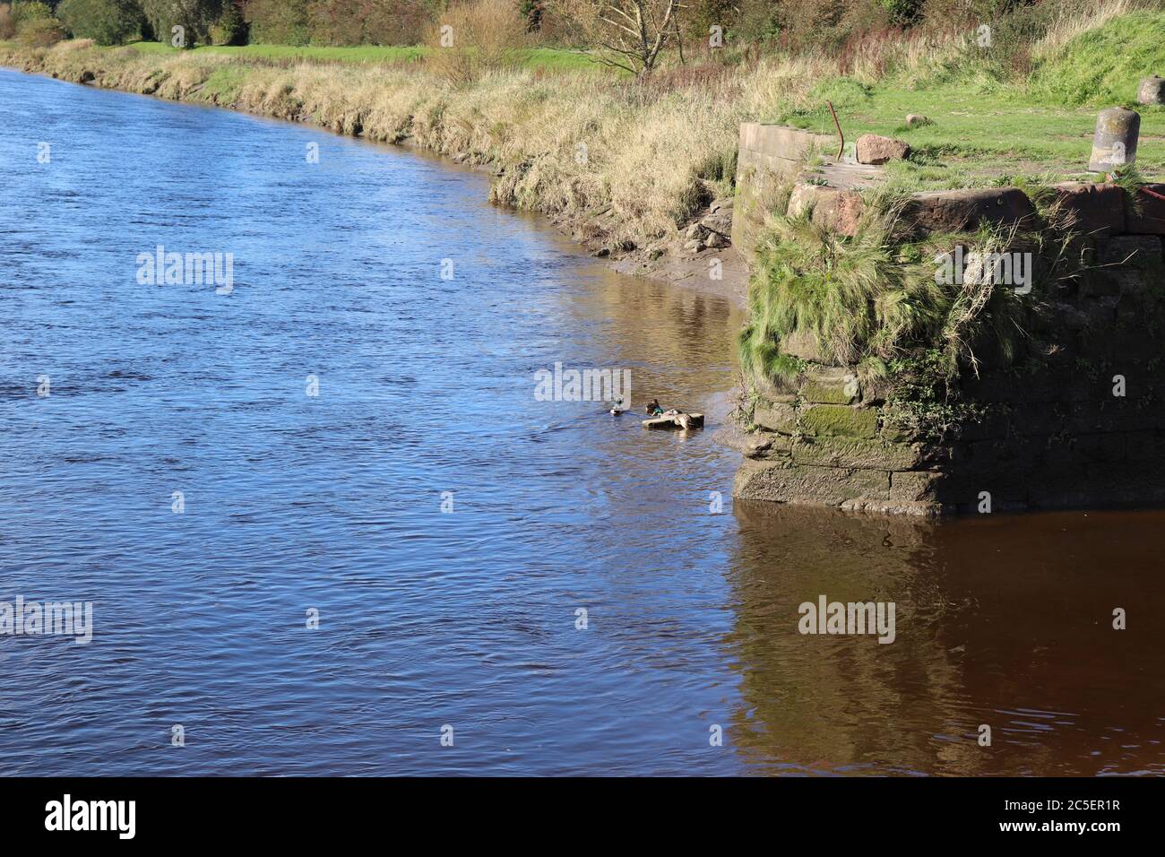 An Image of Mallard ducks swimming in a River near Dumfries, Scotland Stock Photo