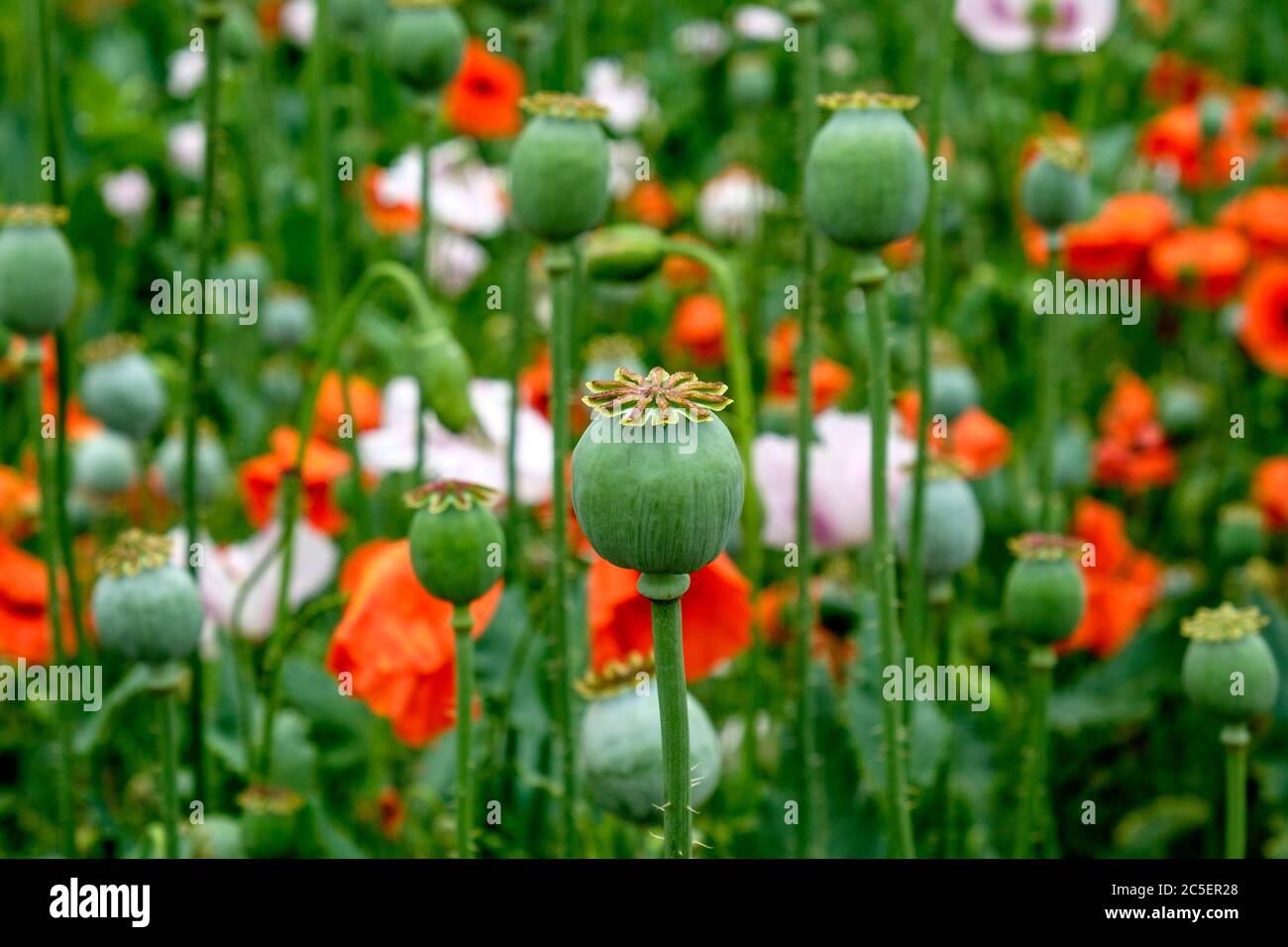 Commercial poppy crop poppy seed pods and flowers Stock Photo