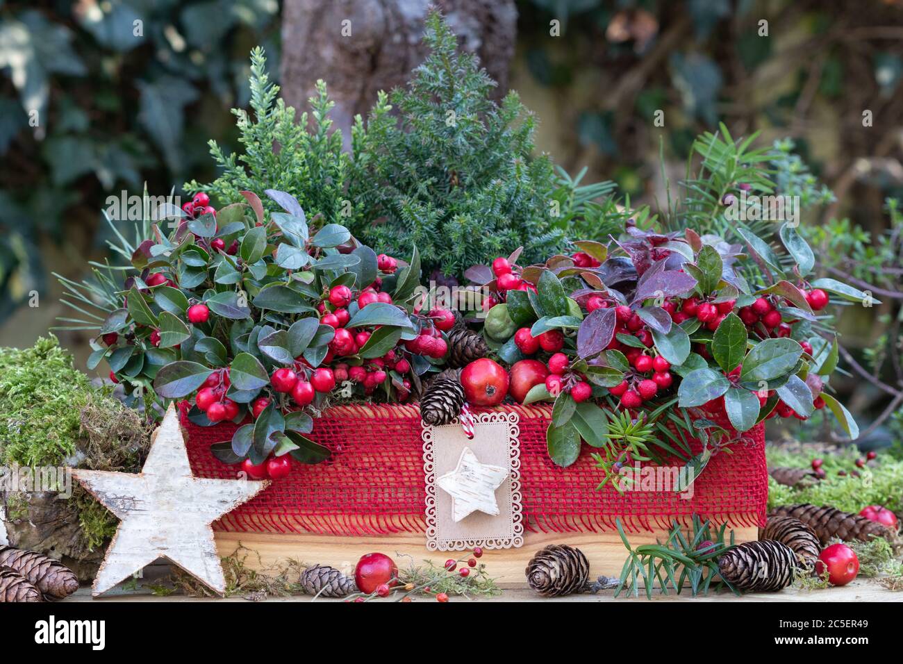 gaultheria procumbens and coniferous in box as winter garden decoration Stock Photo