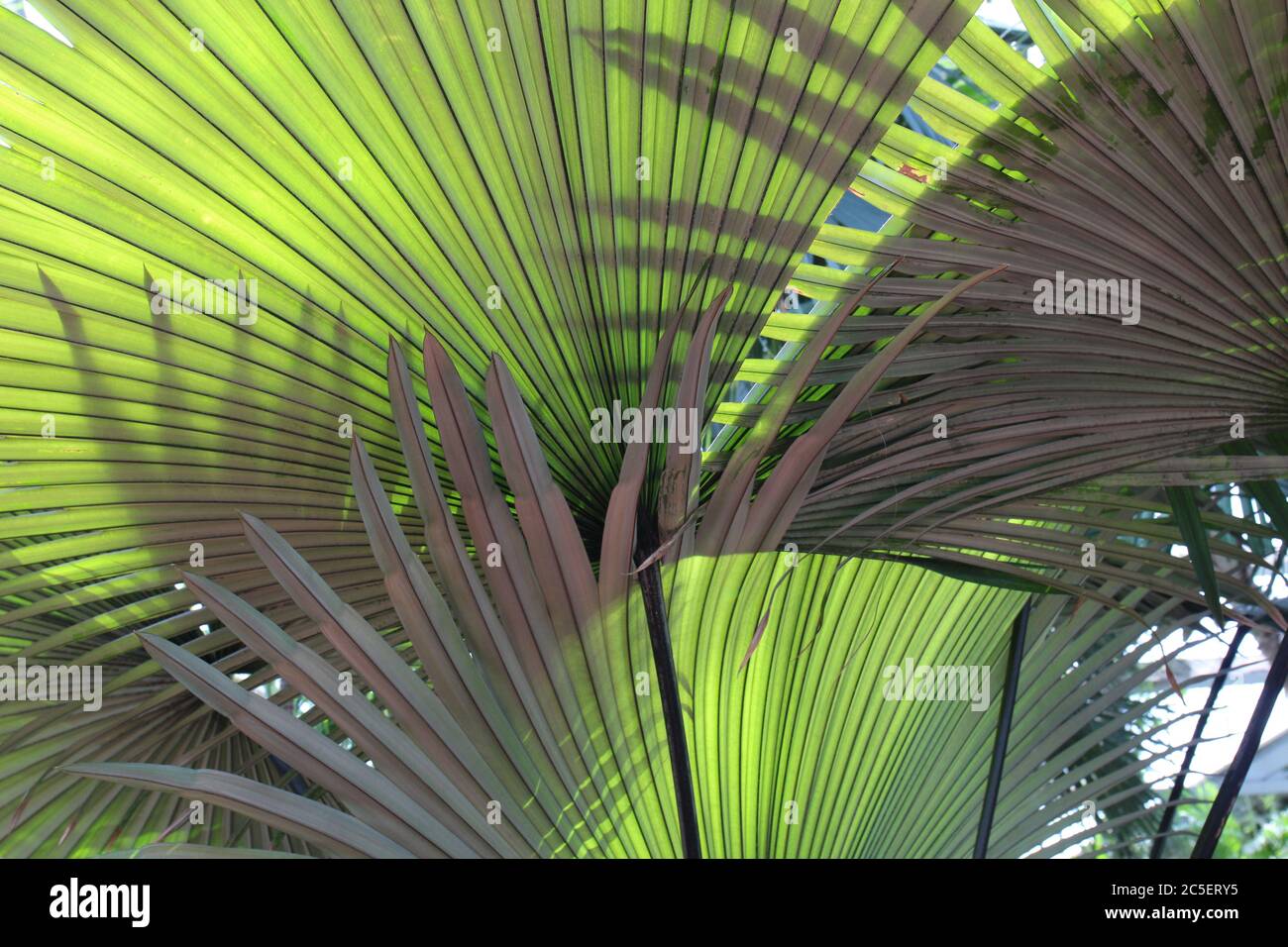 Close up of the underside of leaves of a White Elephant Palm tree, King