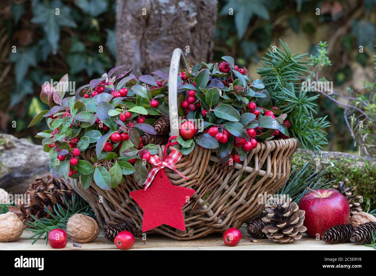 gaultheria procumbens in basket as winter garden decoration Stock Photo