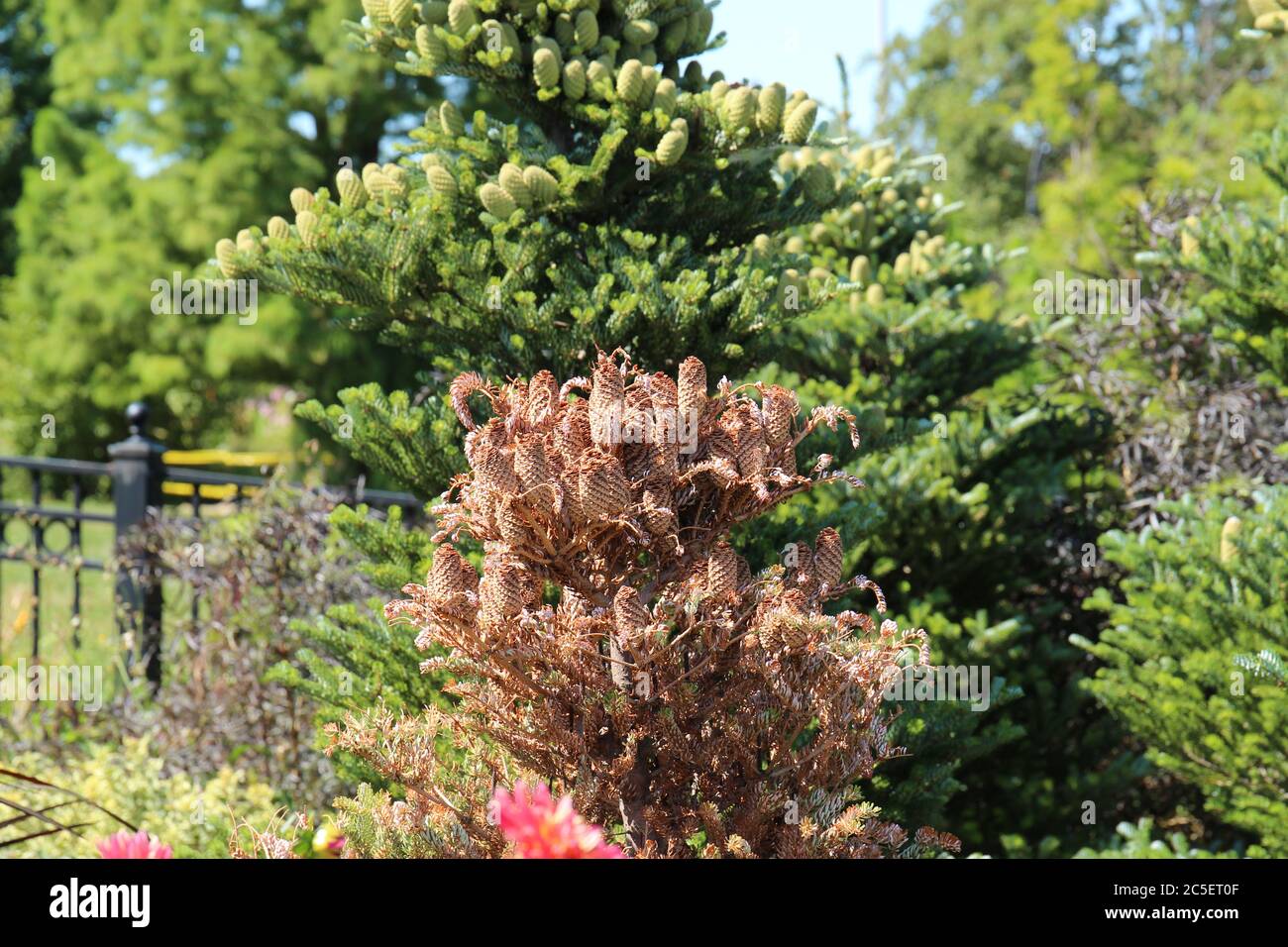Close up of a dried out, dead fir tree filled with pinecones in front