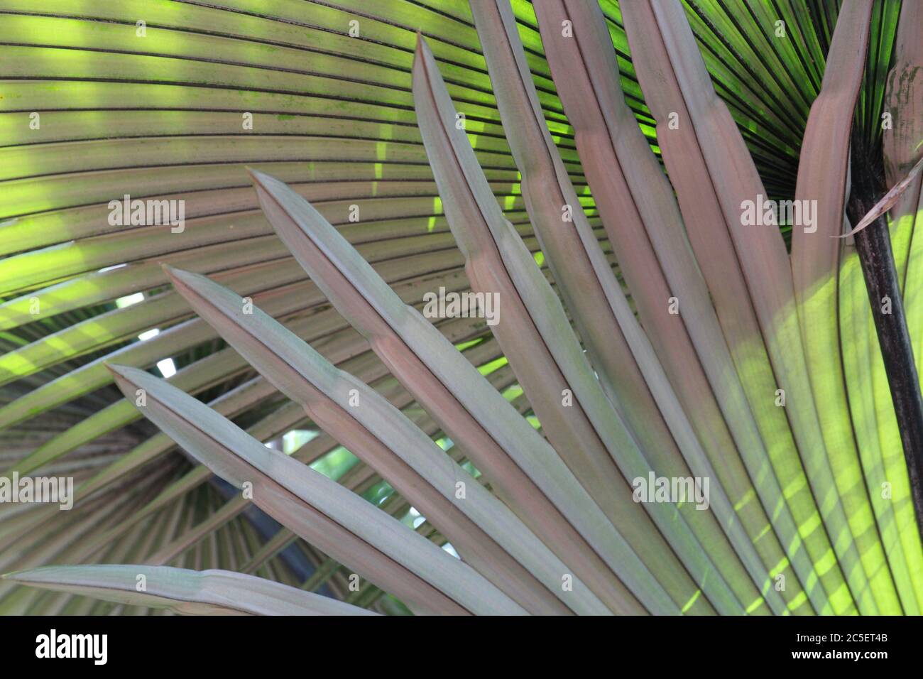 Close up of the leaves of a White Elephant Palm tree, King Thai Palm