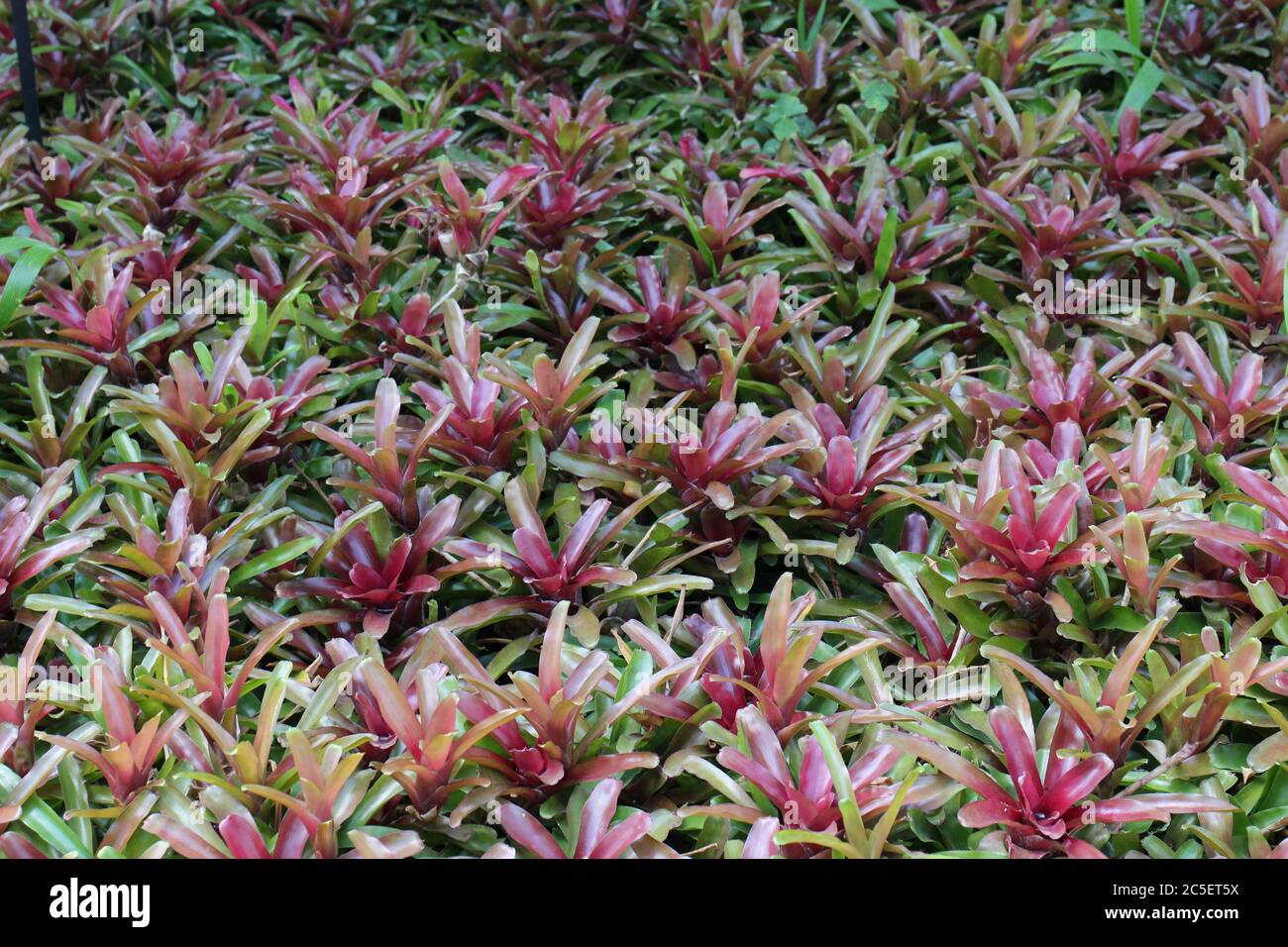 Close up of a cluster of Neoregelia Fireball Bromeliads Stock Photo