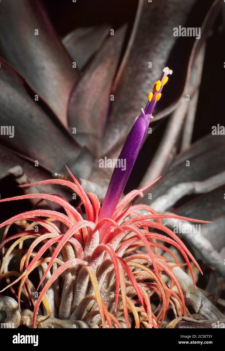 Airplant with flower spike prior to opening, Tillandsia sp. Stock Photo