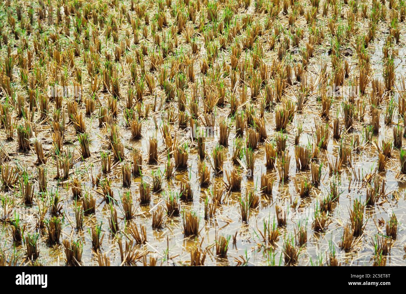 rice-padi-cultivated-rice-plant-oryza-sativa-stock-photo-alamy