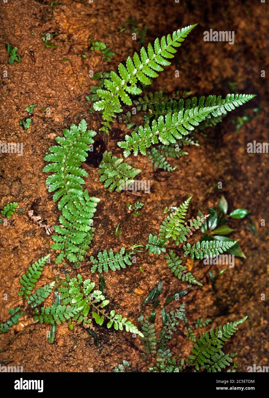 Tropical ferns growing in a rainforest, Mulu, Borneo, East Malaysia Stock Photo