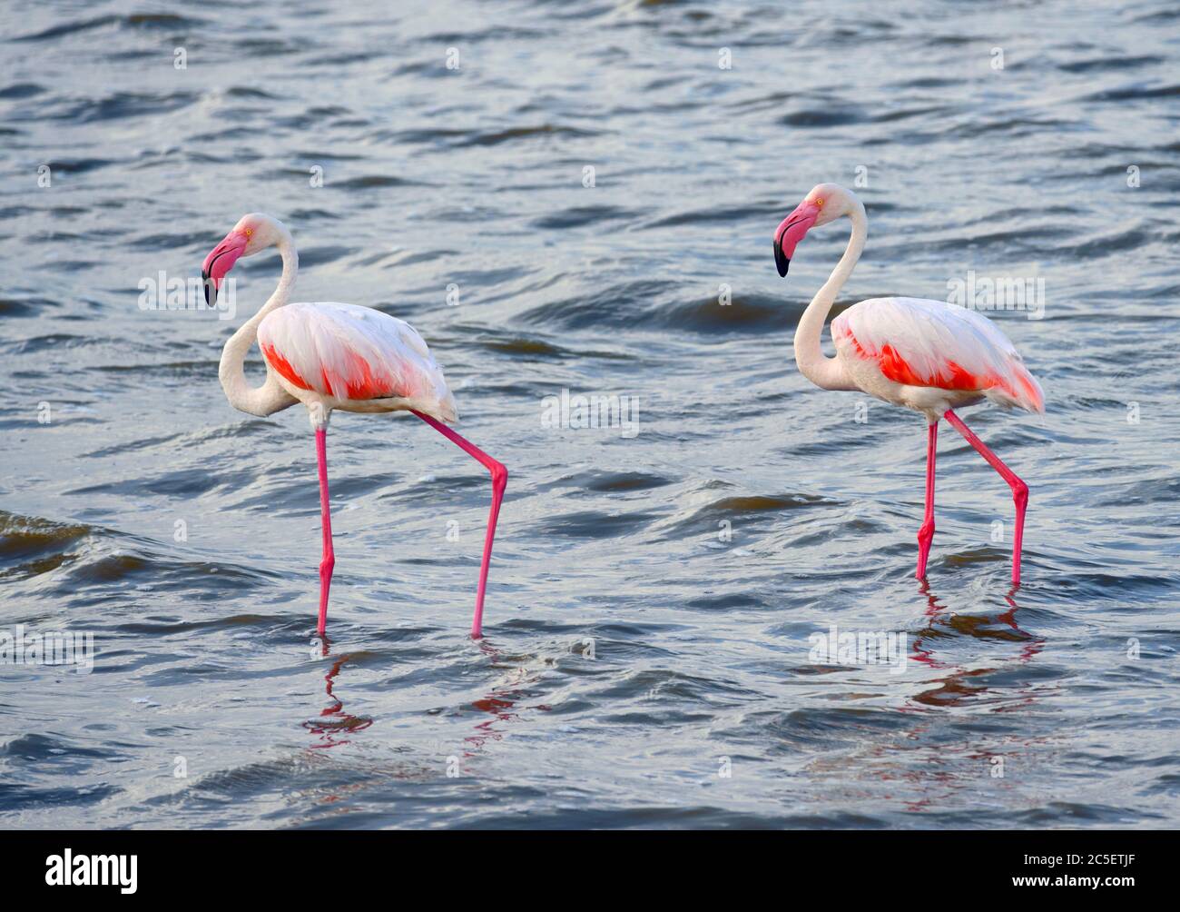 Greater flamingos (Phoenicopterus roseus), Lake Amboseli, Amboseli National Park, Kenya, Africa Stock Photo