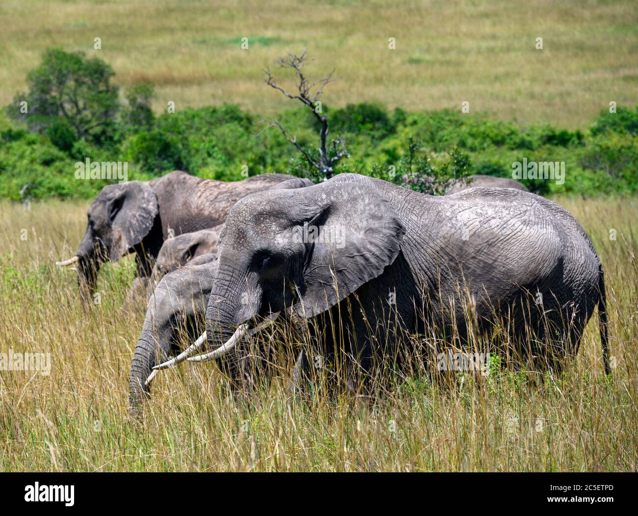 African bush elephant (Loxodonta africana). Family of African elephants, Masai Mara National Reserve, Kenya, East Africa Stock Photo