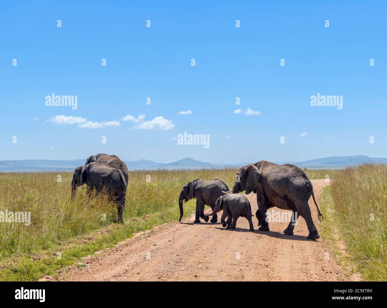 African bush elephant (Loxodonta africana). Family of African elephants crossing a dirt road, Masai Mara National Reserve, Kenya, East Africa Stock Photo