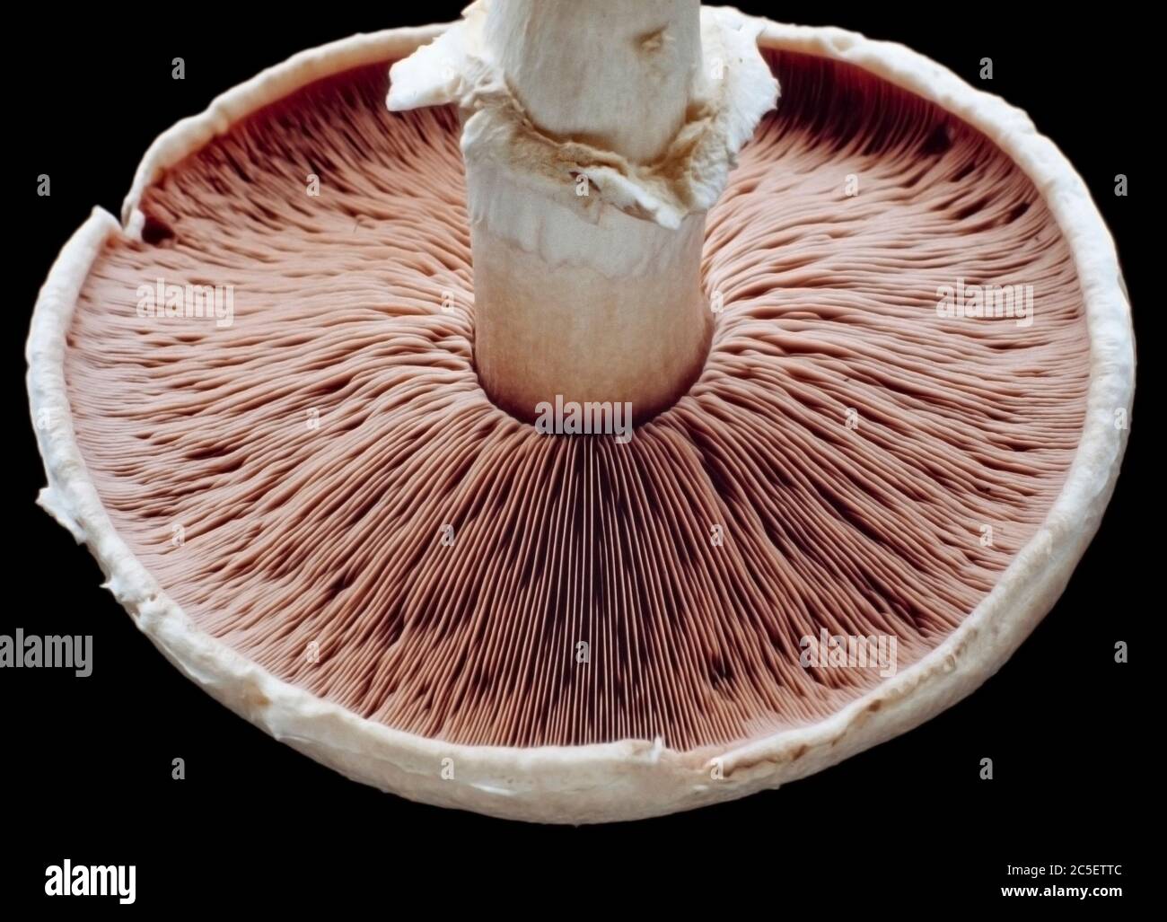 View of mushroom gills, head undersider bearing spores Stock Photo