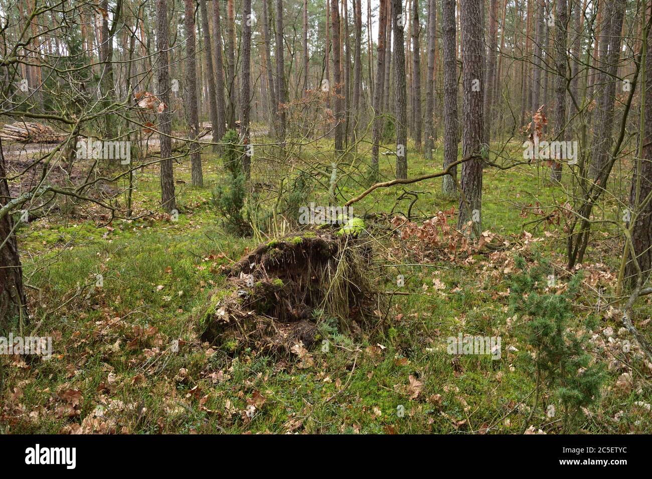 the-wind-broke-the-tree-roots-and-trunk-of-an-overturned-tree-cloudy