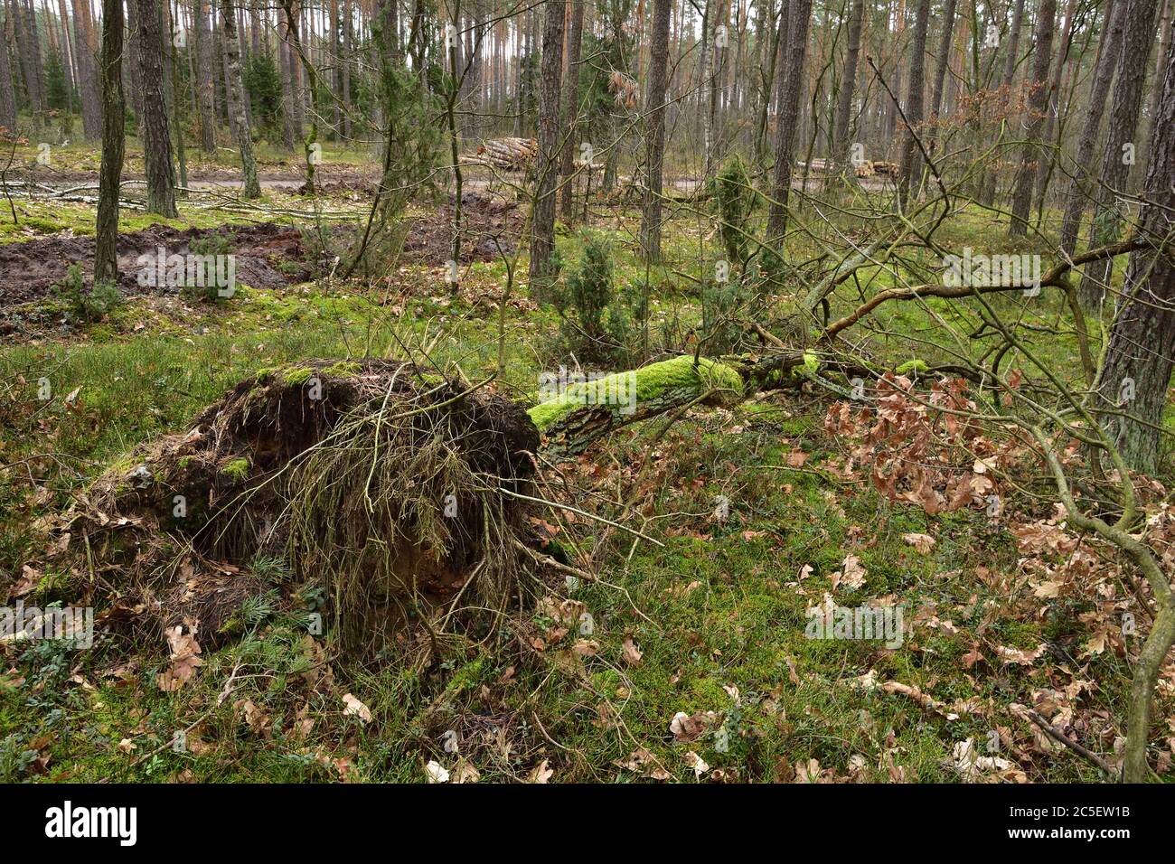 The wind broke the tree. Roots and trunk of an overturned tree. Cloudy ...