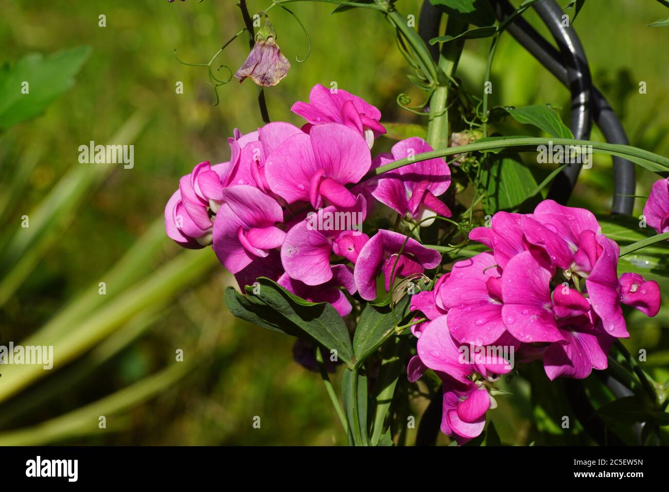 Pink flowers of everlasting pea (Lathyrus latifolius) of the pea family Fabaceae. Early summer in a Dutch garden. Stock Photo