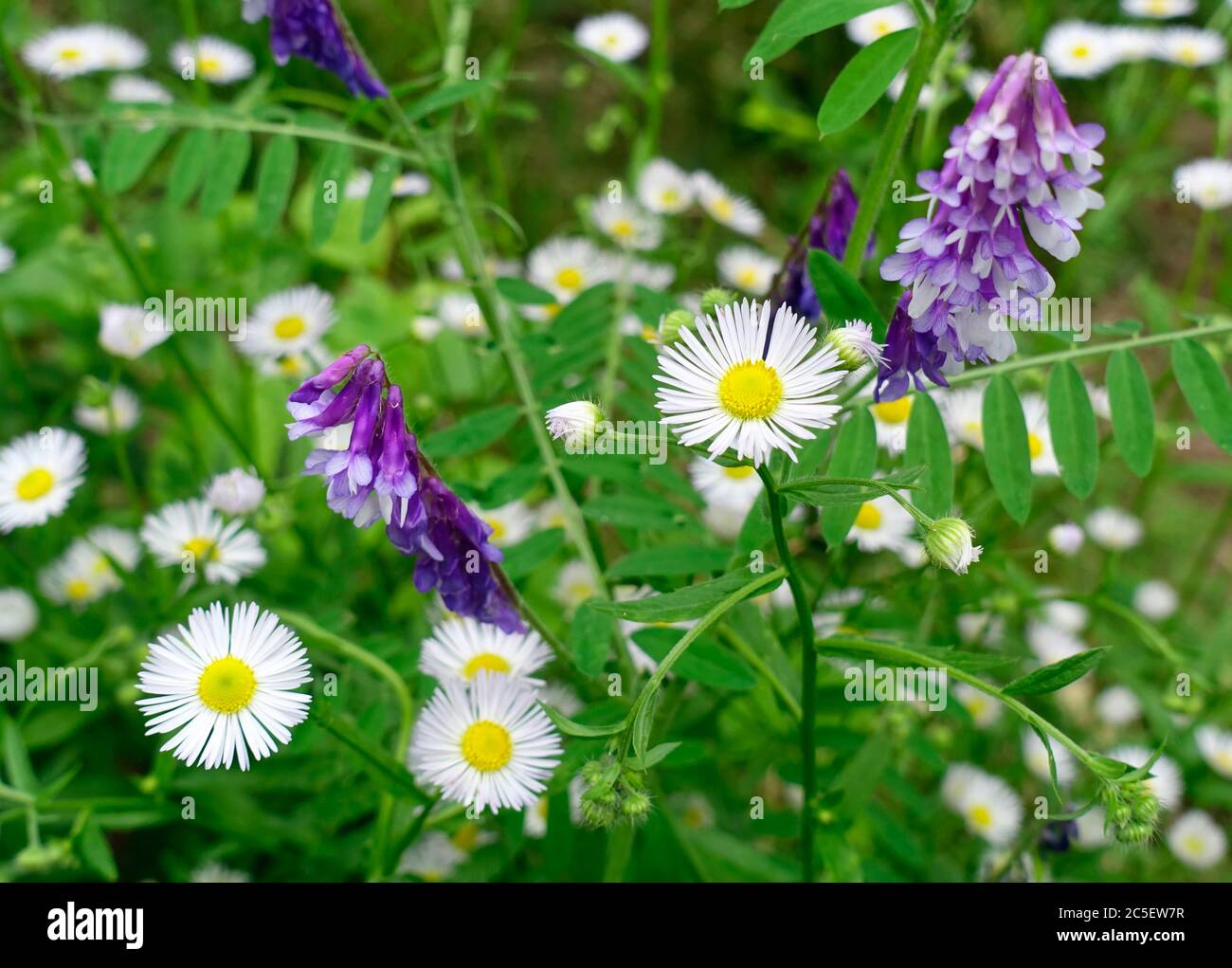 Vicia cracca (tufted vetch, cow vetch, bird vetch, blue vetch, boreal ...