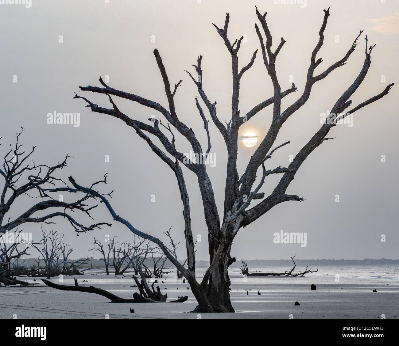 A Lone Tree Stands on Driftwood Beach on Edisto Island, South Carolina During a Hazy Sunrise Stock Photo