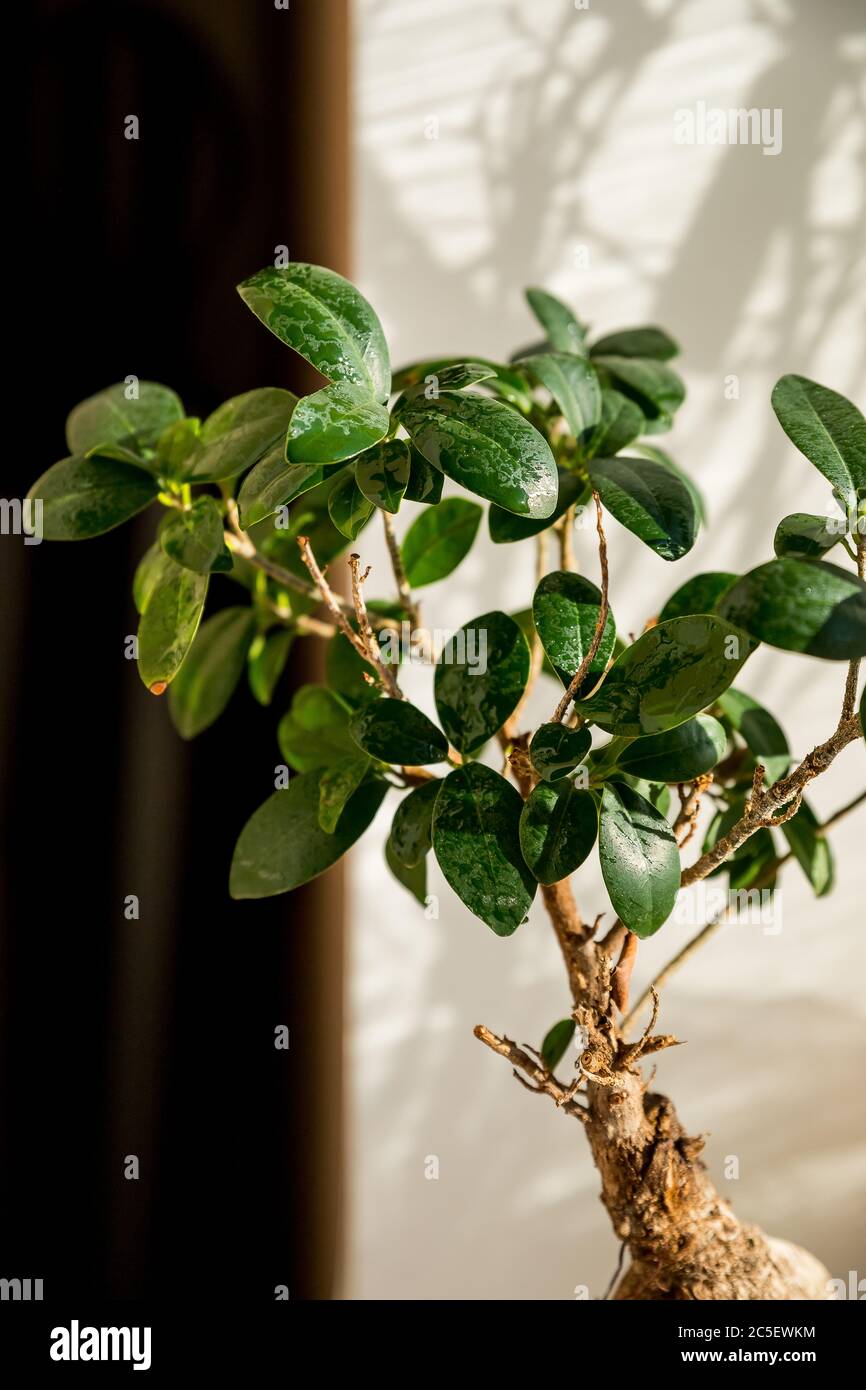 bonsai ginseng or ficus retusa also known as banyan or chinese fig tree.Small bonsai ficus microcarpa ginseng plant on a white background, sunny rays. Stock Photo