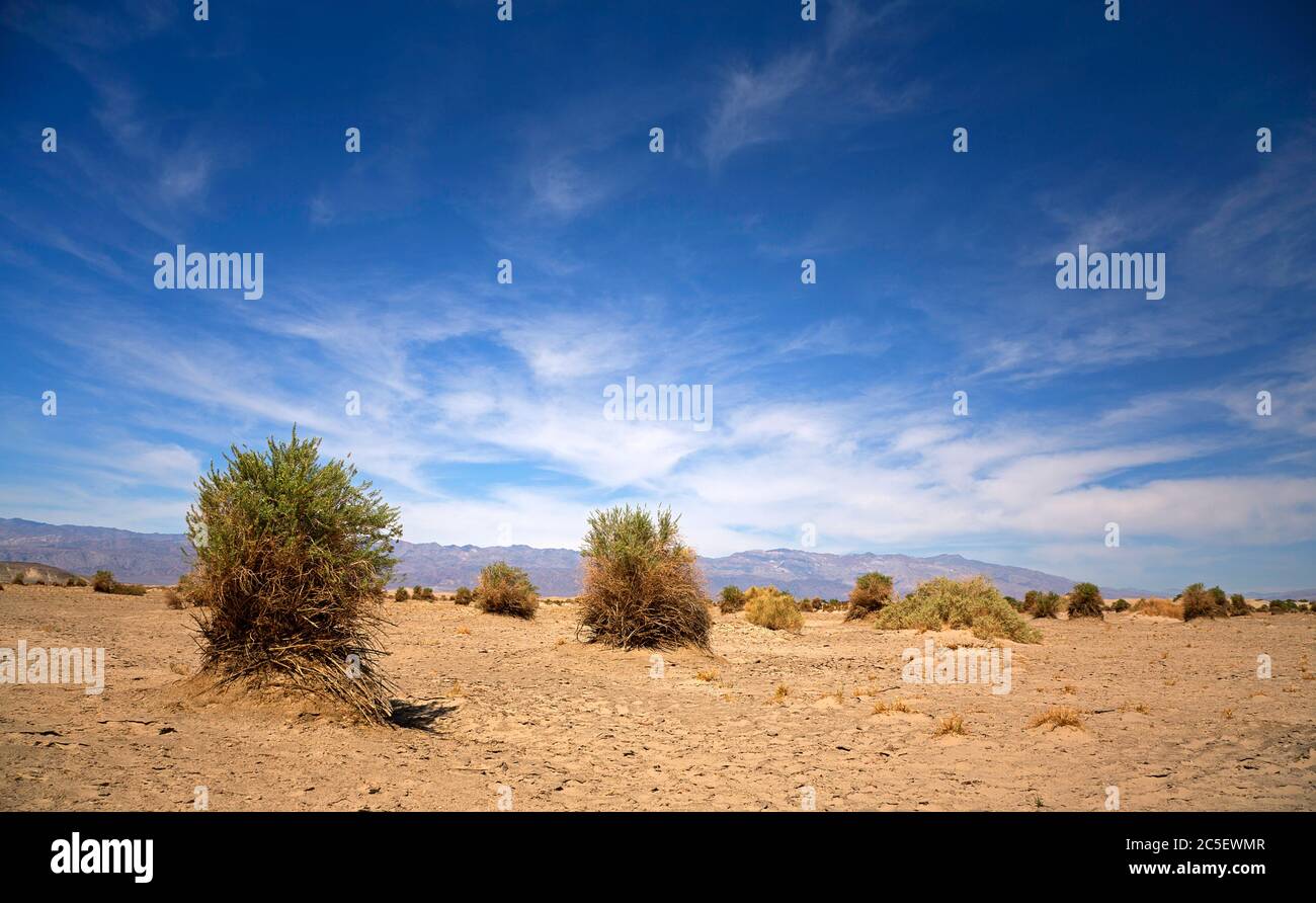 The Devil's Cornfiled, Death Valley, California, USA Stock Photo - Alamy