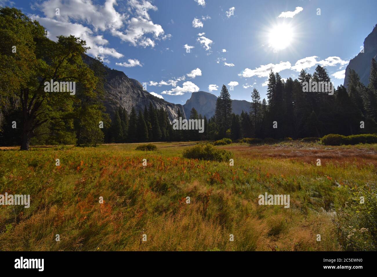 Meadow in Yosemite Valley with Half Dome rock formations in the distance. Fall / Autumn colours with red and yellow grasses in the meadow. Stock Photo