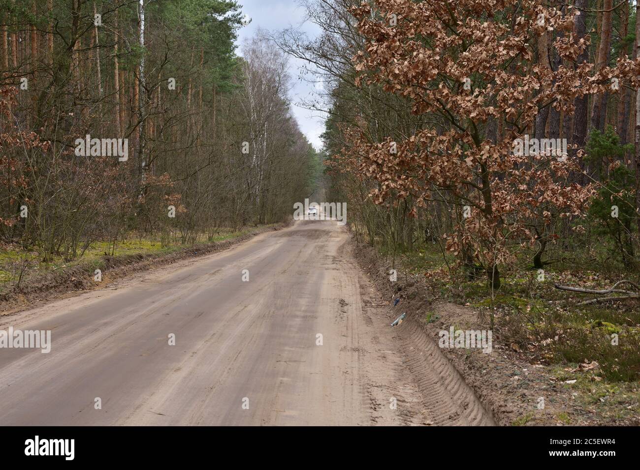 Forest road between trees in a wild forest. Clouds in the sky. Stock Photo