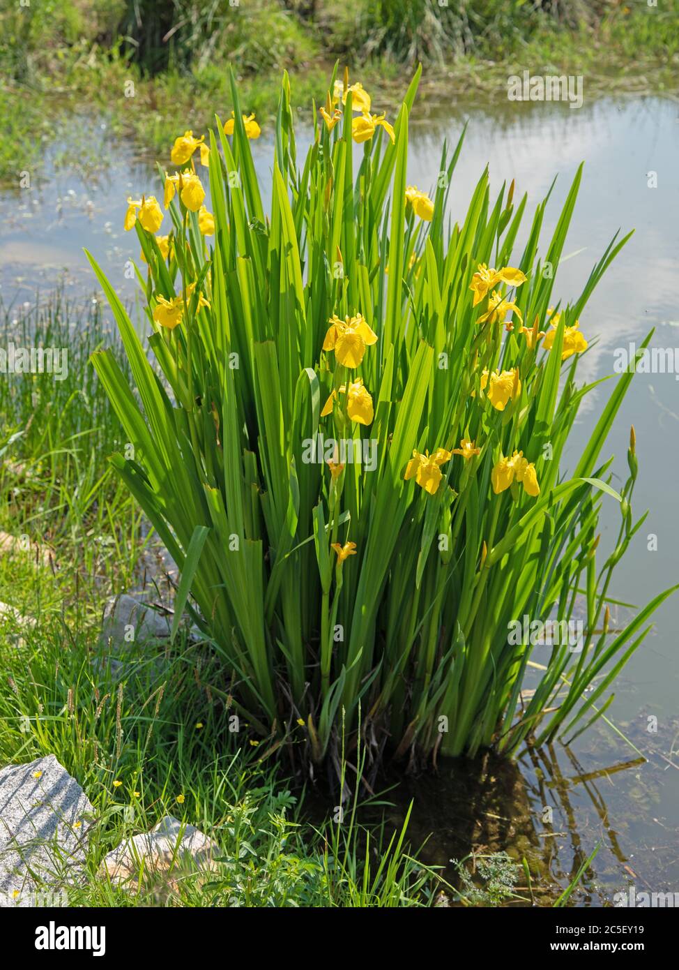 Flowering Swamp Sword Lily, Iris pseudacorus, at the edge of the pond Stock Photo