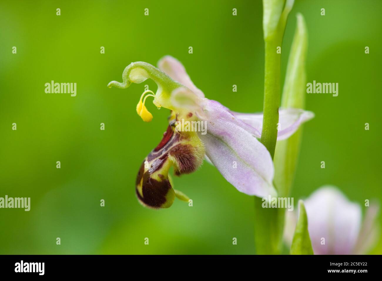 Bee orchid, Ophrys apifera, showing pollinia self pollinating. Surrey, UK. Stock Photo