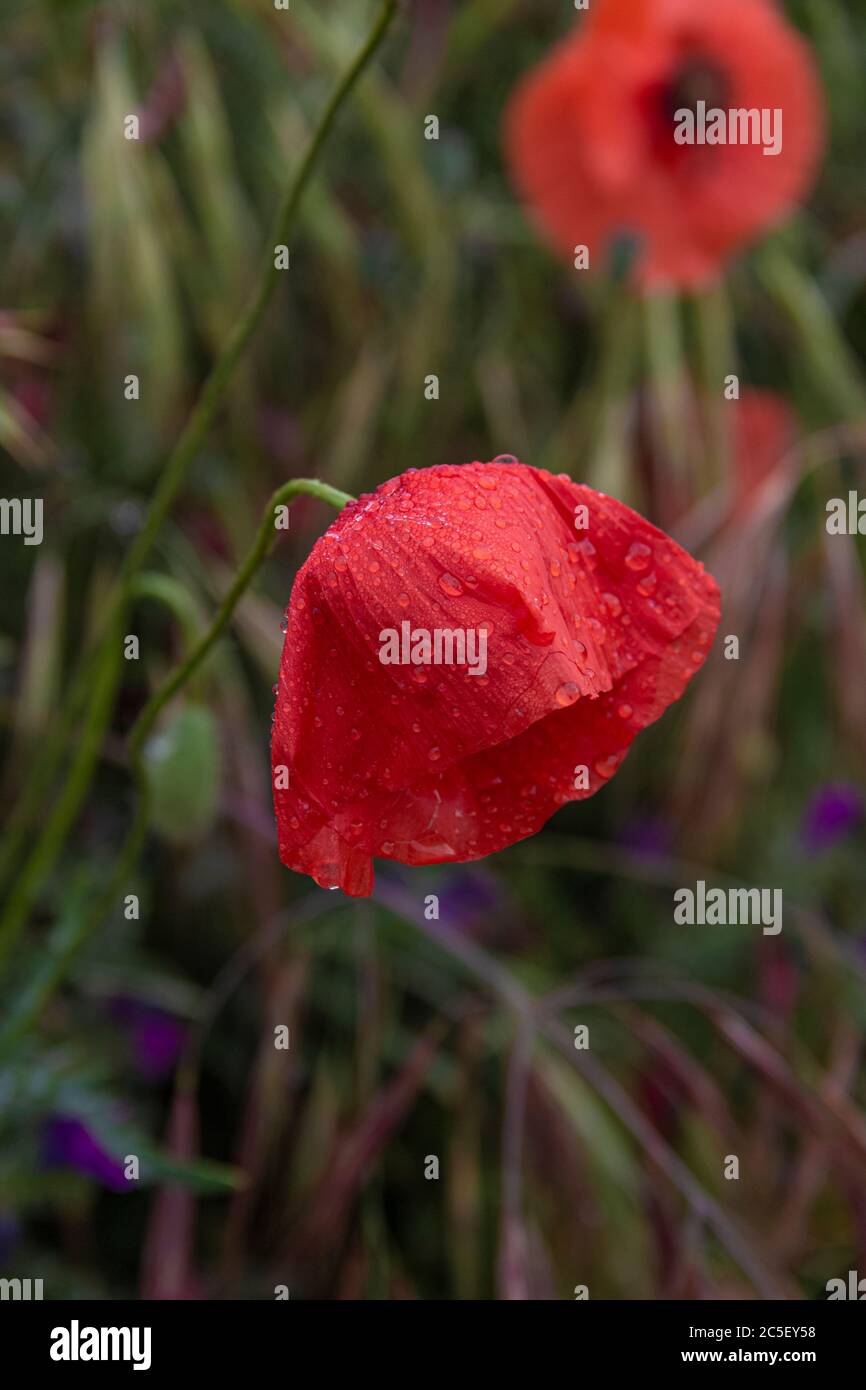 Springtime: red poppy with dew on field. Stock Photo