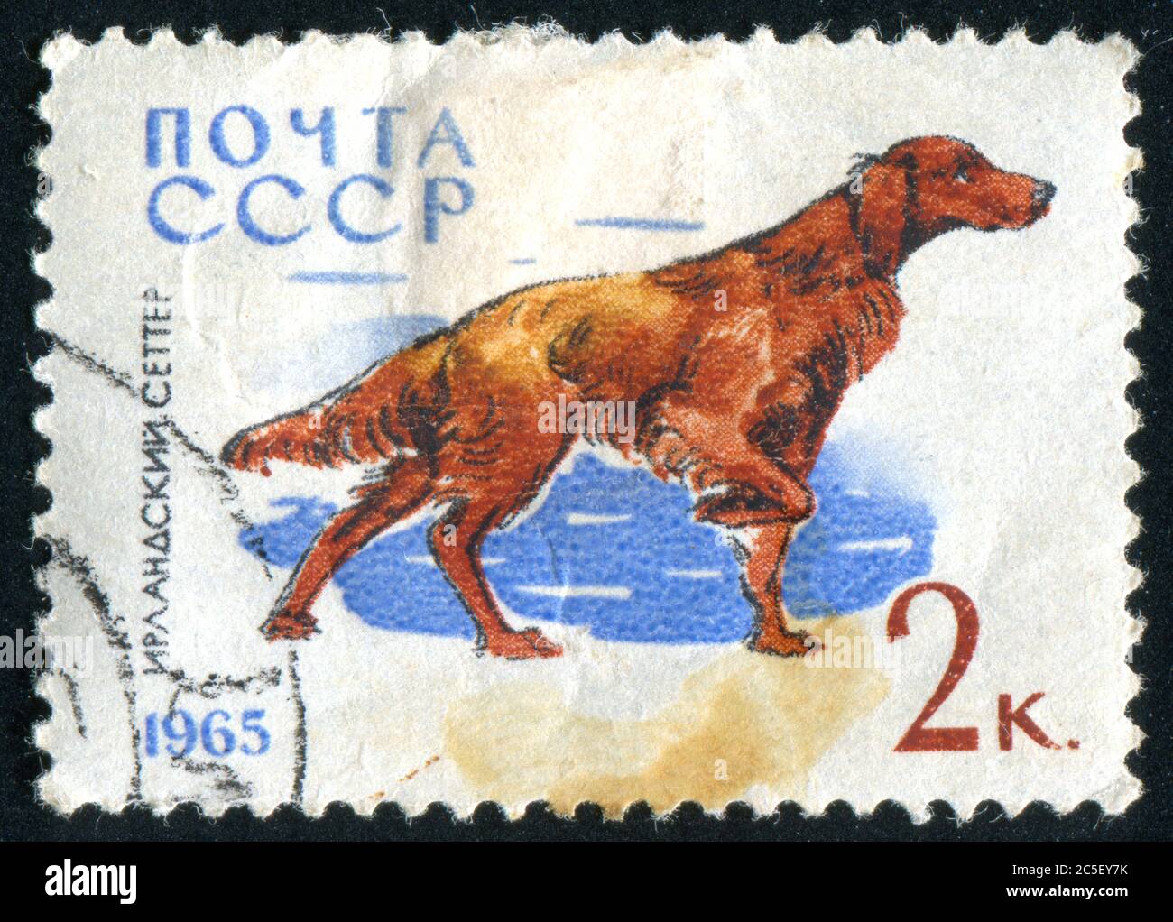 RUSSIA - CIRCA 1965: stamp printed by Russia, shows Irish setter, circa ...