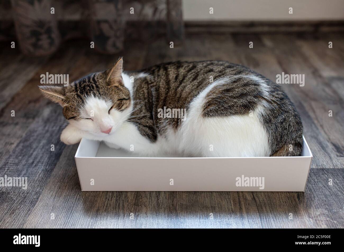 Domestic young cat sleeping in the box Stock Photo Alamy