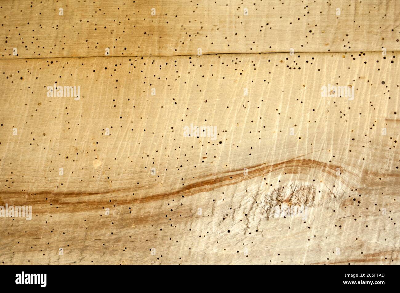 Bright wood texture with holes from beetles and brown pattern. Defects of wood. Damage to the timber. Background Stock Photo