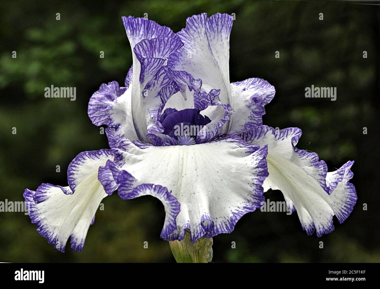 Closeup of beautiful variegated blue-violet and white bearded iris blossom. Stock Photo