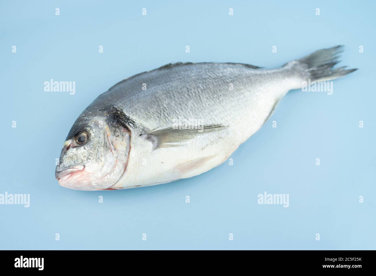 Dorado fish lies on a blue background Stock Photo