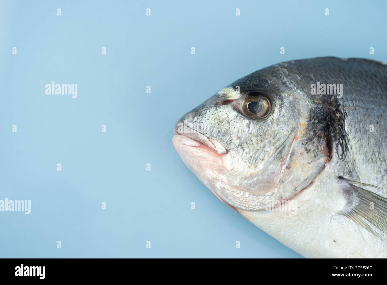 Dorado fish lies on a blue background Stock Photo